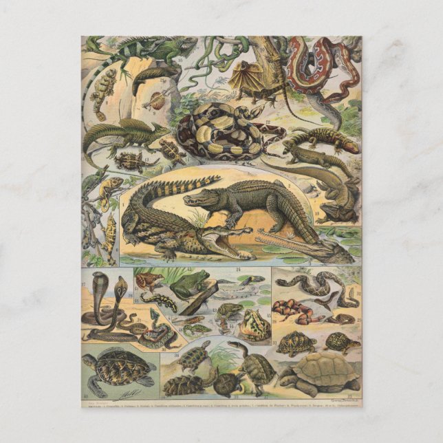 Carte Postale Reptiles (Devant)