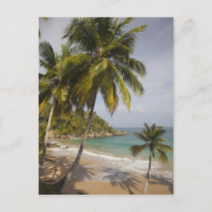 Carte Postale République dominicaine, côte nord, Abreu, Playa