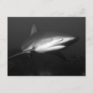 Carte Postale Requin