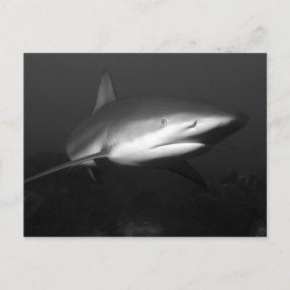 Carte Postale Requin