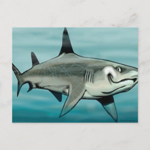Carte Postale Requin