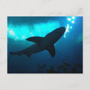 Carte Postale Requin à l'aquarium Georgia