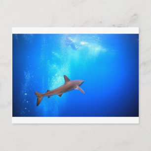 Carte Postale Requin à pointe noire nageant sous l'eau