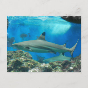 Carte postale Requin avec récif