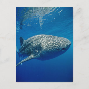 Carte Postale Requin baleine