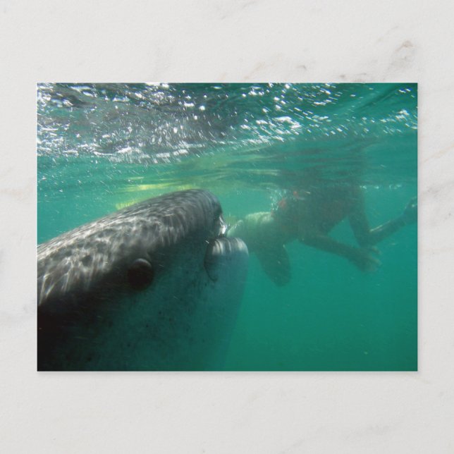 Carte Postale Requin baleine et nageur (Devant)