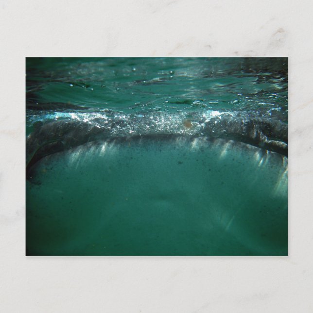 Carte Postale Requin baleine, Isla Holbox, Mexique (Devant)