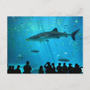 Carte Postale requin baleine mâle à l'aquarium Georgia