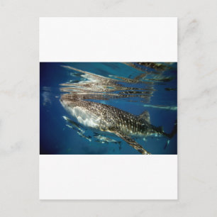 Carte Postale requin baleine Oslob Philippines
