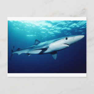 Carte Postale Requin bleu
