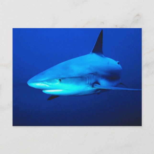 Carte Postale Requin bouledogue (Devant)