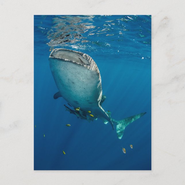 Carte Postale Requin de baleine et poisson (Devant)
