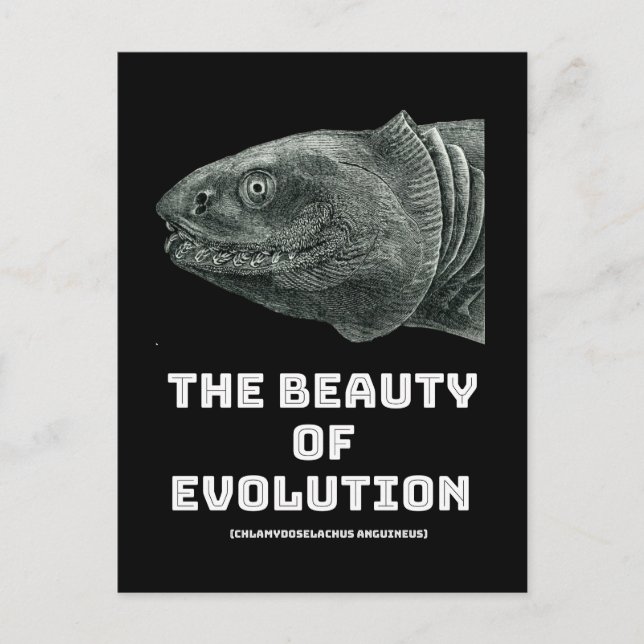 Carte Postale Requin de beauté de l'évolution (Devant)