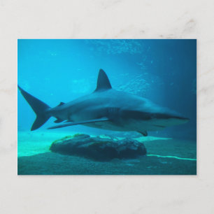 Carte Postale Requin de nuit (Carcharhinus Obscurus), Ushaka