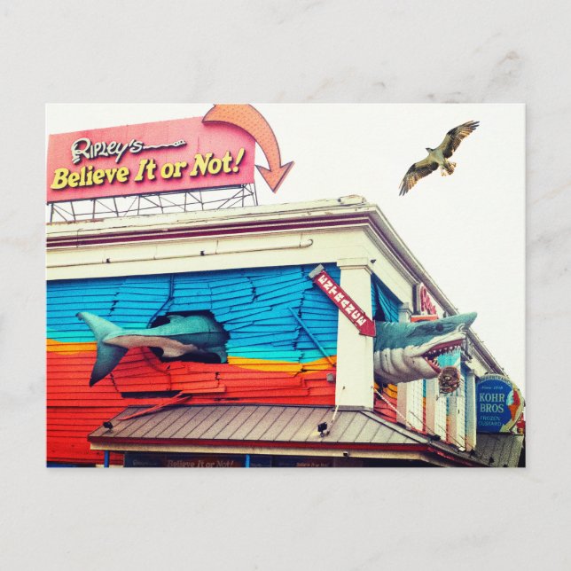 Carte Postale Requin et balbuzard pêcheur (Devant)