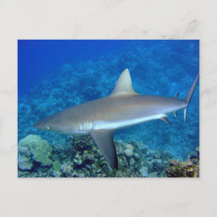 Carte Postale Requin gris récif