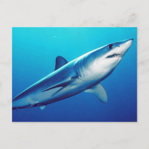 Carte Postale Requin Mako Rivard