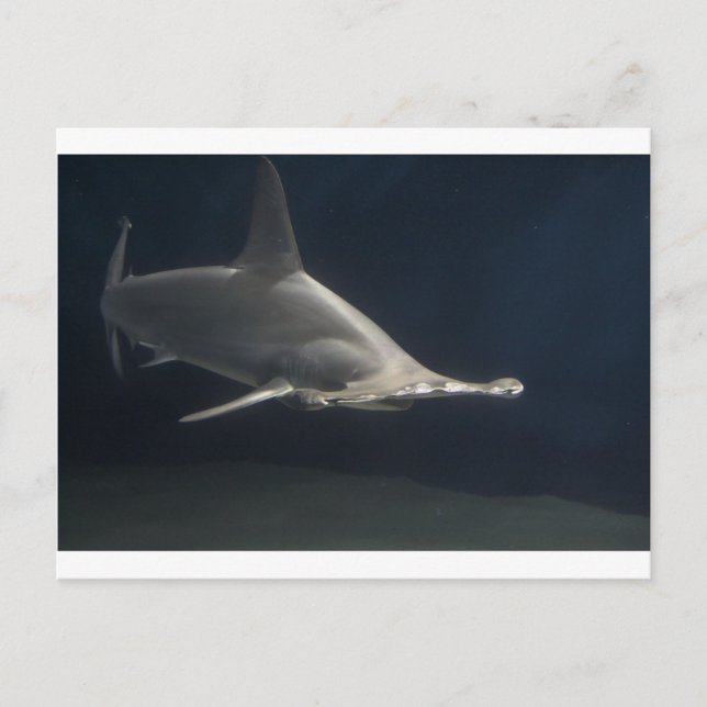 Carte Postale requin marteau (Devant)