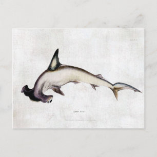 Carte Postale requin marteau