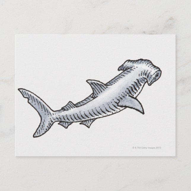 Carte Postale requin marteau (Devant)