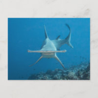 Carte postale, requin marteau ン マ ヘ ド