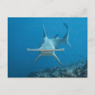 Carte postale, requin marteau ン マ ヘ ド