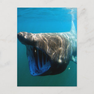 Carte Postale Requin pèlerin