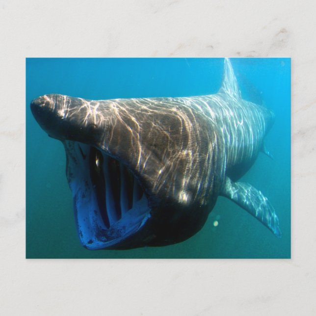 Carte Postale Requin pèlerin (Devant)