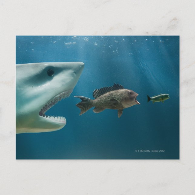 Carte Postale Requin pourchassant des achigan à la mer pourchass (Devant)