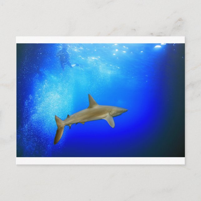 Carte Postale Requin sous-marin bleu profond océan (Devant)