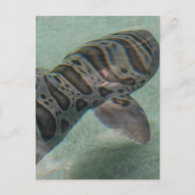 Carte postale requin tigre (Devant)