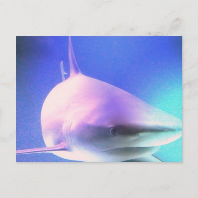 Carte postale Requin tueur (Devant)