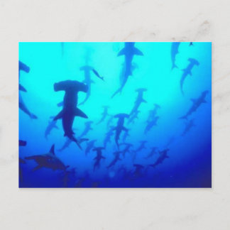 Carte postale Requins