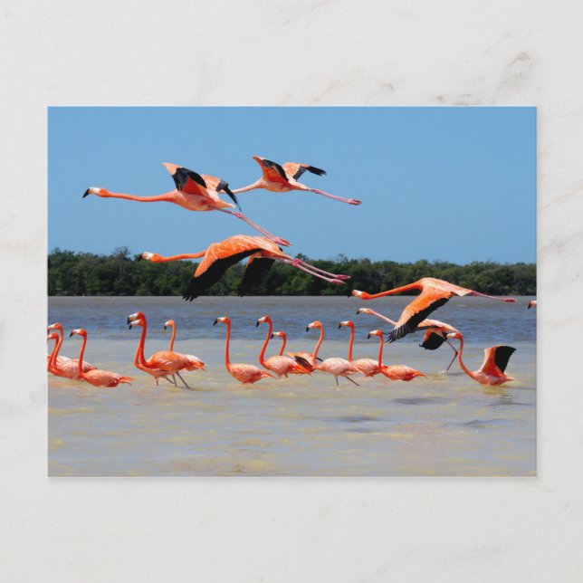 Carte Postale Réserve de biosphère de Celestun (Devant)