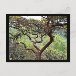 Carte Postale Réserve de canneberge