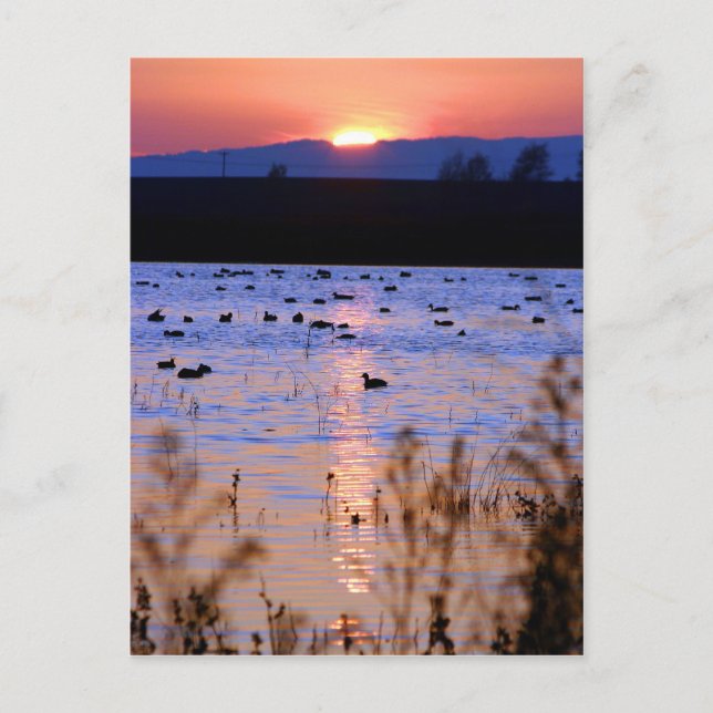 Carte Postale Réserve de faune de Yolo (Devant)