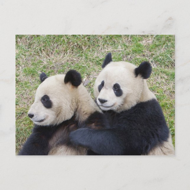 Carte Postale Réserve de Wolong, Chine, Panda géant embrassant (Devant)