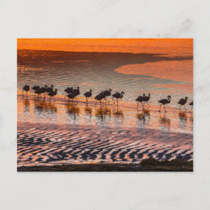 Carte Postale Réserve nationale de faune andine Eduardo Abaroa