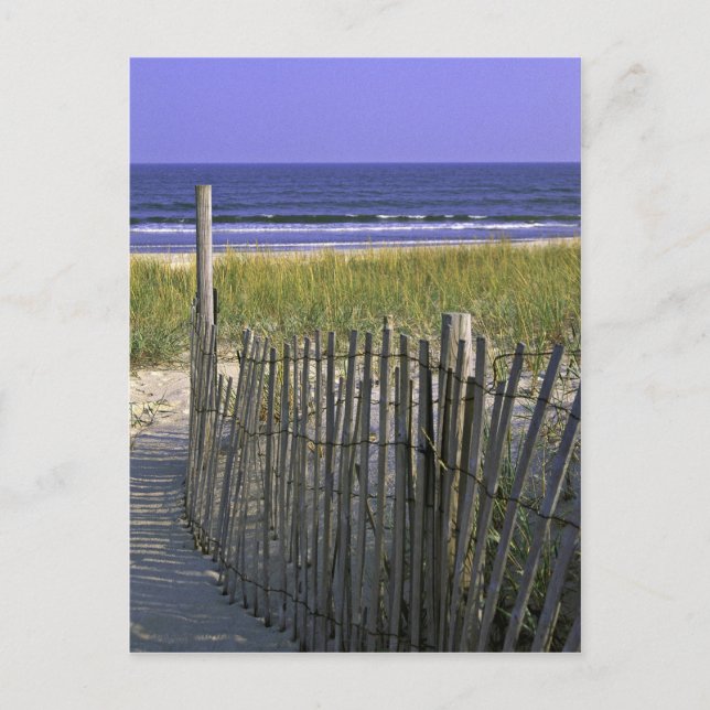 Carte Postale Réserve nationale de faune de Chincoteague (Devant)
