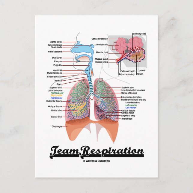 Carte Postale Respiration de l'équipe (système respiratoire) (Devant)