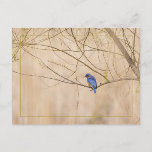 Carte Postale Ressort de Bluebird