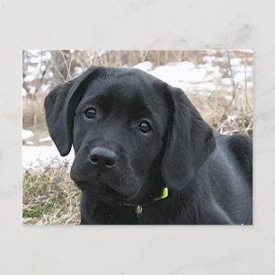 Carte Postale Ressort en attente - Chiot noir du Labrador - Blac