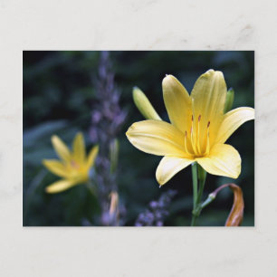 Carte postale Ressort Lilies