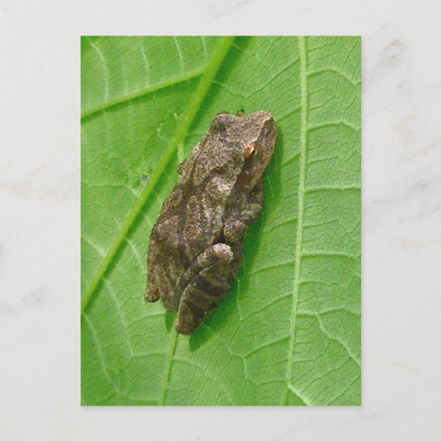 Carte Postale Ressort Peeper (Pseudacris crucifer) Treefrog Item (Devant)