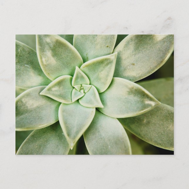 Carte Postale Ressort Succulent (Devant)