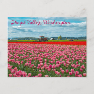 Carte Postale Ressort Tulip Skagit Valley