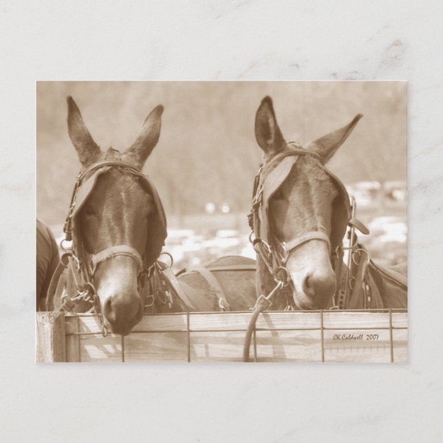 Carte Postale Restin' Easy (Devant)