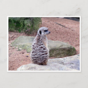 Carte Postale retour de meerkat