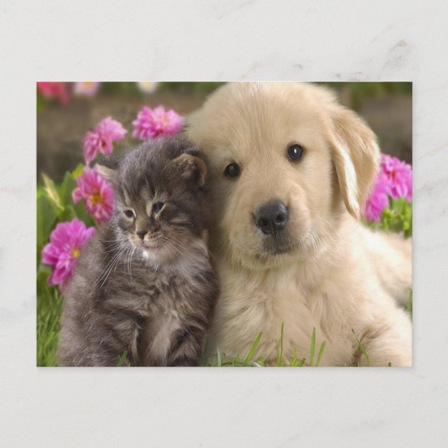 Carte Postale Retriever Kitten (Devant)