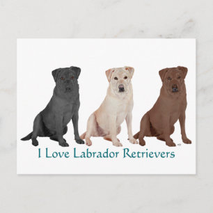 Carte Postale Retrievers du Labrador - 3 Couleurs à aimer